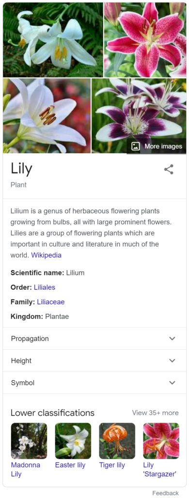 lilies-google-search-knowledge-panel